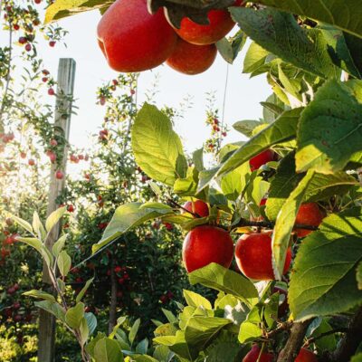 Rockit Apples Orchard